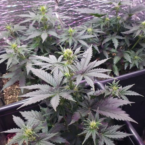 Auto Critical XXL growlog photo: Preflora