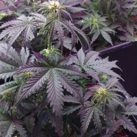 Auto Critical XXL growlog timeline photo