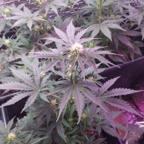 Auto Critical XXL growlog timeline photo