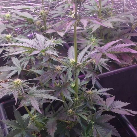 Auto Critical XXL growlog timeline photo