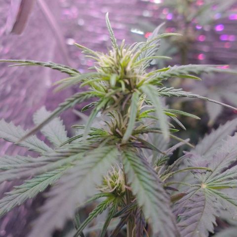 Auto Critical XXL growlog timeline photo