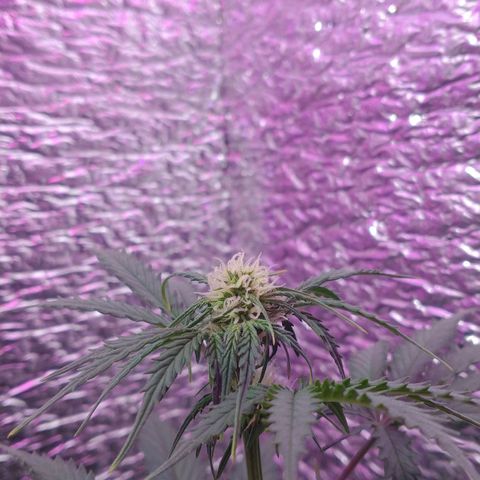 Auto Critical XXL growlog timeline photo