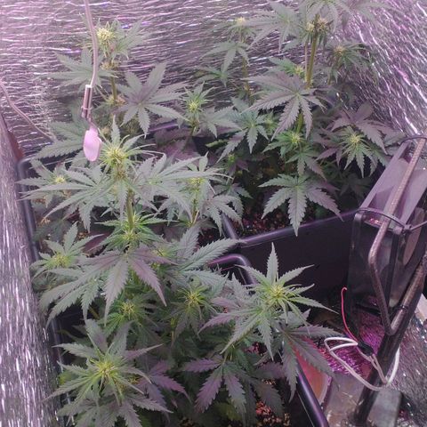 Auto Critical XXL growlog timeline photo