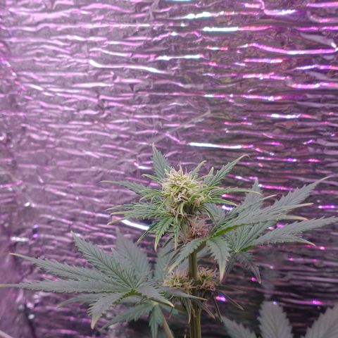 Auto Critical XXL growlog timeline photo