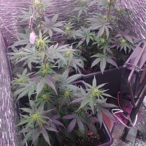 Auto Critical XXL growlog timeline photo