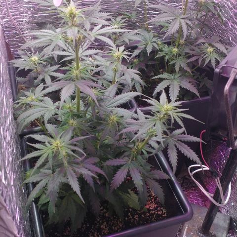 Auto Critical XXL growlog timeline photo