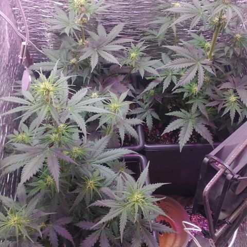 Auto Critical XXL growlog timeline photo