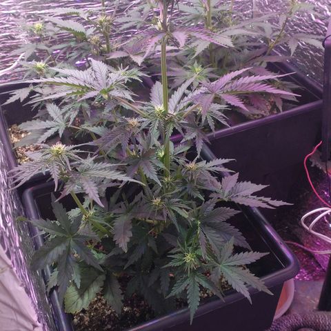 Auto Critical XXL growlog timeline photo