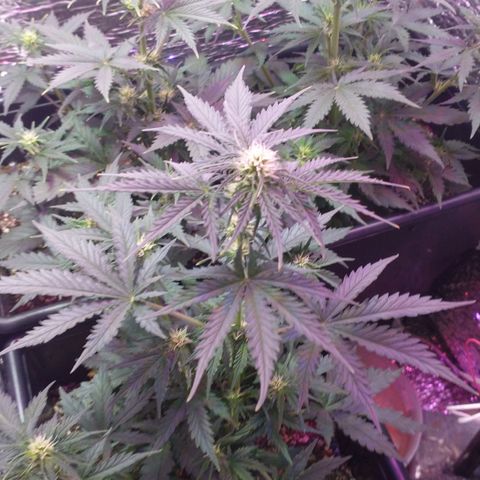 Auto Critical XXL growlog timeline photo