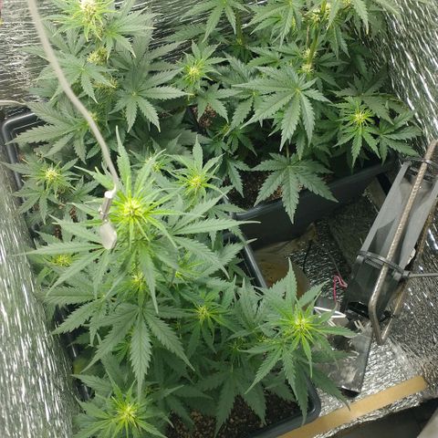 Auto Critical XXL growlog timeline photo