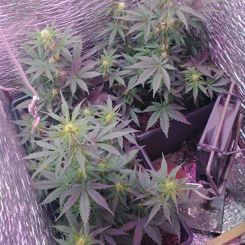 Auto Critical XXL growlog timeline photo