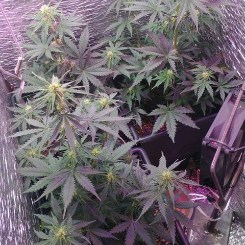 Auto Critical XXL growlog timeline photo