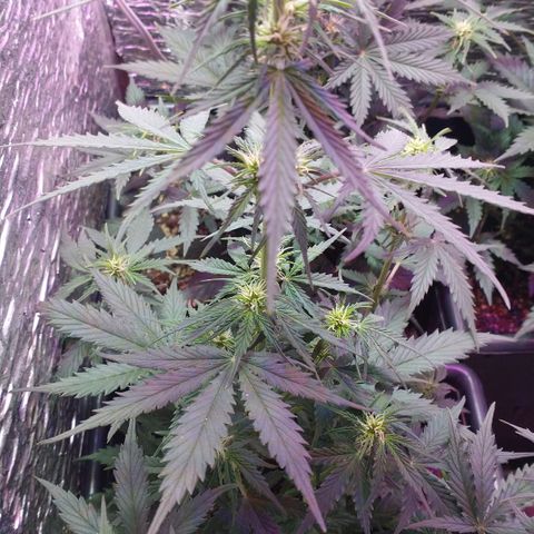 Auto Critical XXL growlog timeline photo