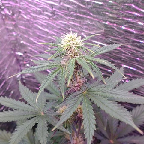 Auto Critical XXL growlog timeline photo
