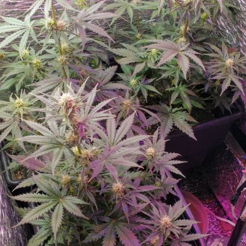 Auto Critical XXL growlog timeline photo