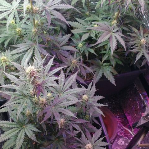 Auto Critical XXL growlog timeline photo