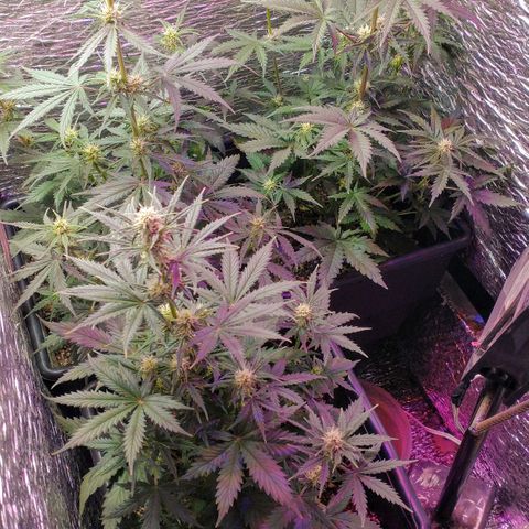 Auto Critical XXL growlog timeline photo