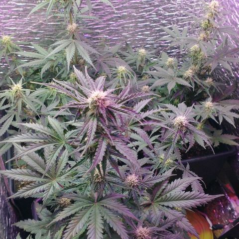Auto Critical XXL growlog timeline photo