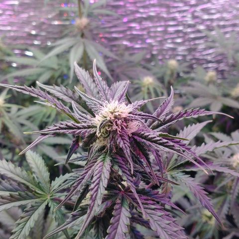 Auto Critical XXL growlog timeline photo