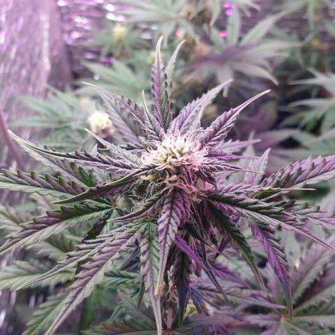 Auto Critical XXL growlog timeline photo
