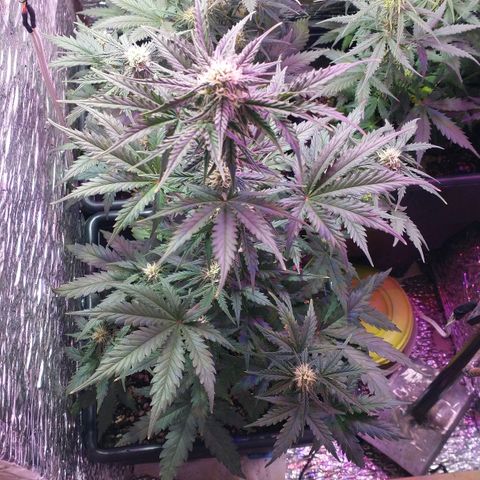 Auto Critical XXL growlog timeline photo