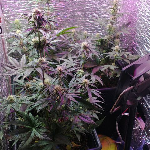 Auto Critical XXL growlog timeline photo