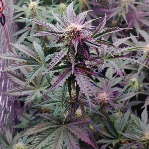 Auto Critical XXL growlog timeline photo
