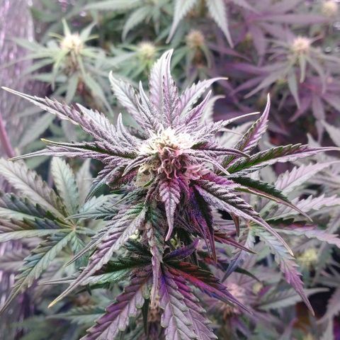 Auto Critical XXL growlog timeline photo