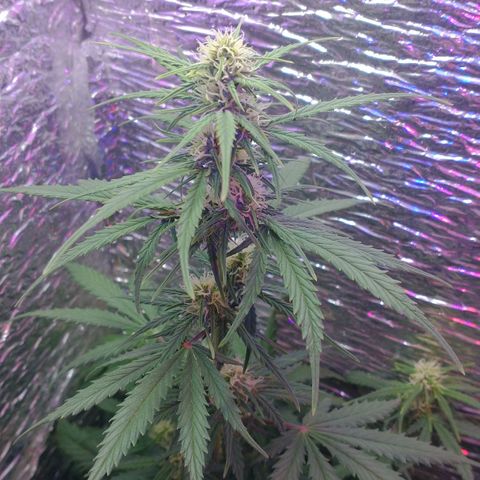 Auto Critical XXL growlog timeline photo