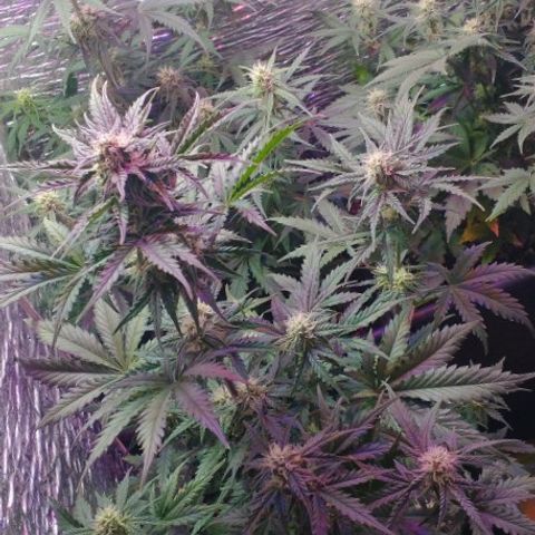 Auto Critical XXL growlog timeline photo
