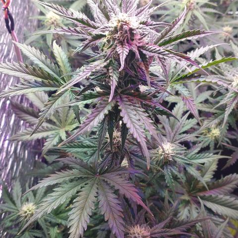Auto Critical XXL growlog timeline photo