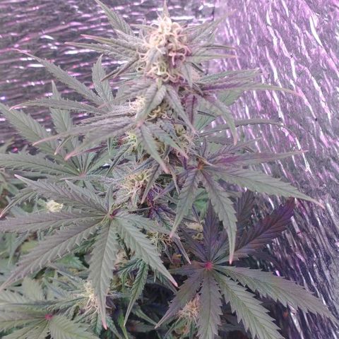 Auto Critical XXL growlog timeline photo