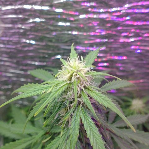 Auto Critical XXL growlog timeline photo