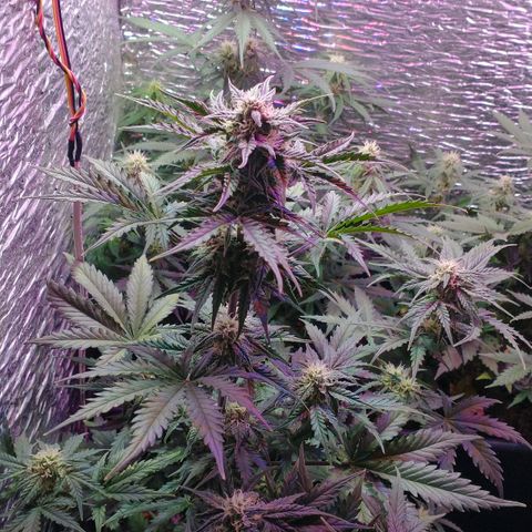Auto Critical XXL growlog timeline photo