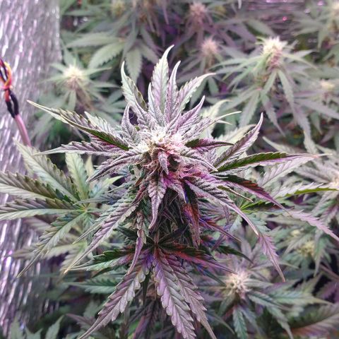 Auto Critical XXL growlog timeline photo