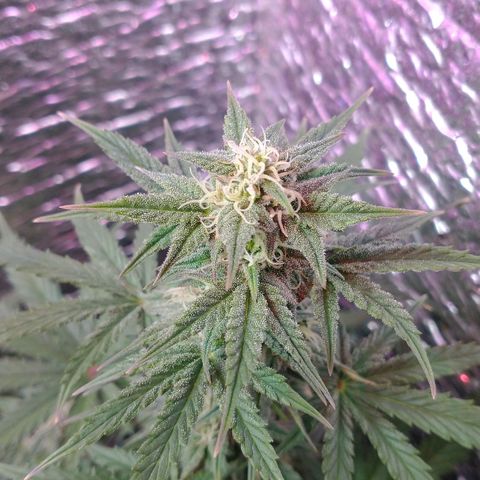 Auto Critical XXL growlog timeline photo