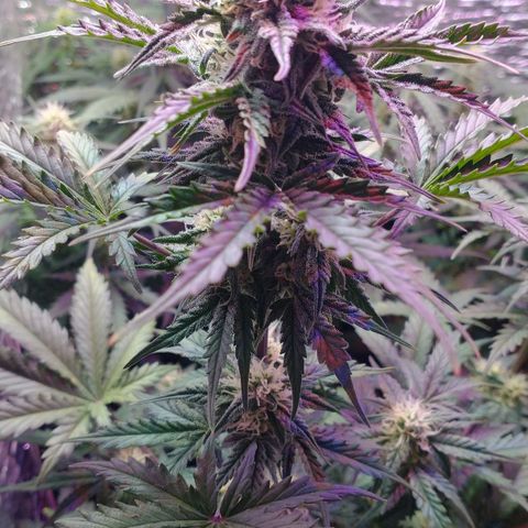 Auto Critical XXL growlog timeline photo