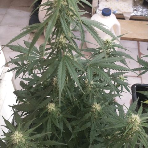 Auto Critical XXL growlog timeline photo