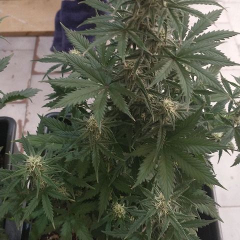 Auto Critical XXL growlog timeline photo