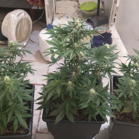 Auto Critical XXL growlog timeline photo