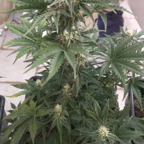 Auto Critical XXL growlog timeline photo