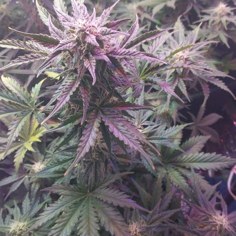 Auto Critical XXL growlog timeline photo