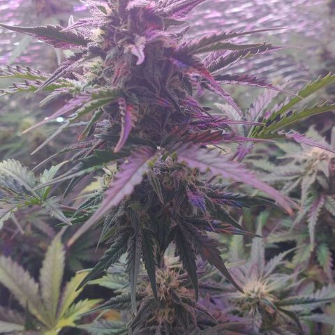 Auto Critical XXL growlog timeline photo