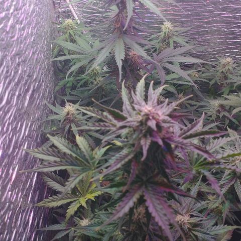 Auto Critical XXL growlog timeline photo