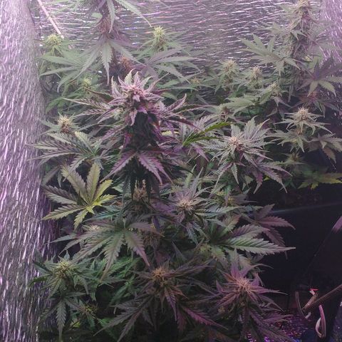 Auto Critical XXL growlog timeline photo