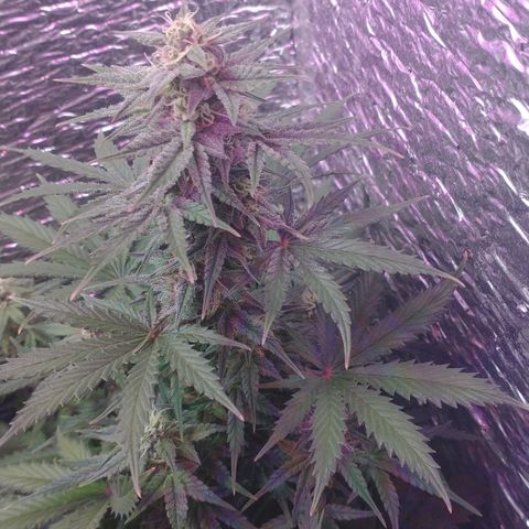 Auto Critical XXL growlog timeline photo