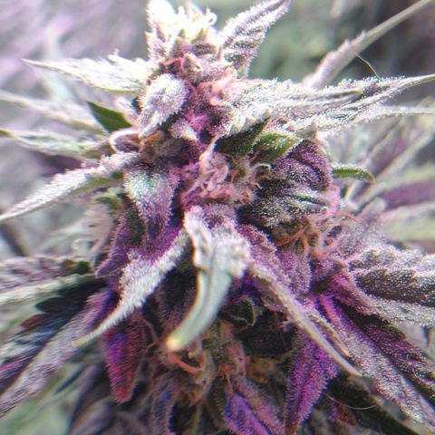 Auto Critical XXL growlog timeline photo