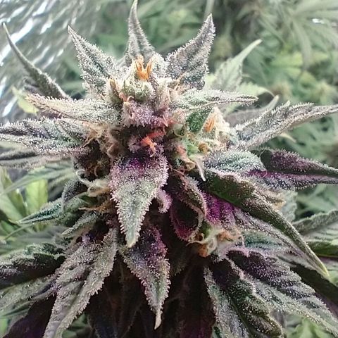 Auto Critical XXL growlog timeline photo