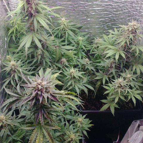 Auto Critical XXL growlog timeline photo