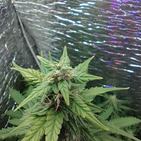 Auto Critical XXL growlog timeline photo